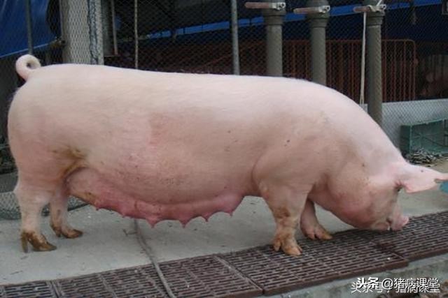 猪场公猪授精技术,猪场经产母猪查情技术视频教程