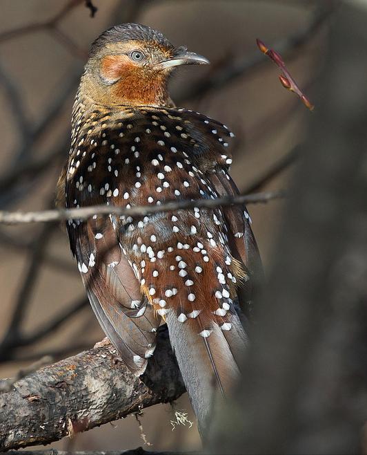 东江揽胜,惠州淡水常见鸟类图谱