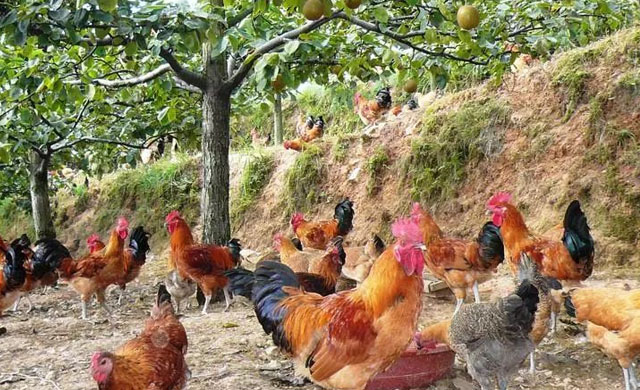 养鸡如何提高鸡群成活率,养鸡小妙招院子养鸡新方法