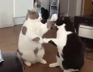 长沙长郡和雅礼哪个强,长沙一中与长郡雅礼相比怎么样