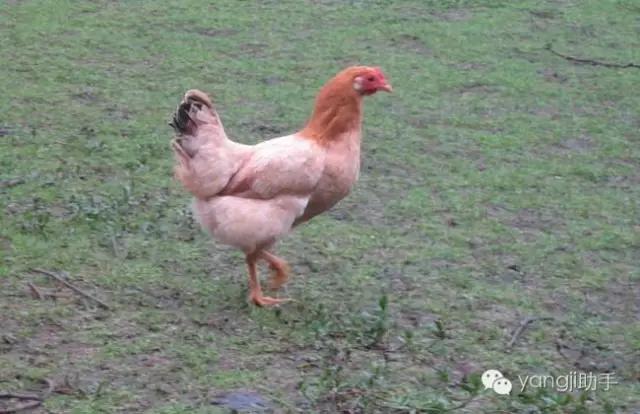怎么样才能知道土鸡是什么样的,如何知道土鸡缺少什么营养