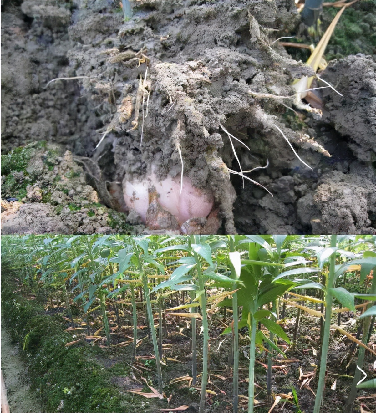 卷丹百合种球繁殖步骤图解,百合种球萌芽1厘米了怎么养护