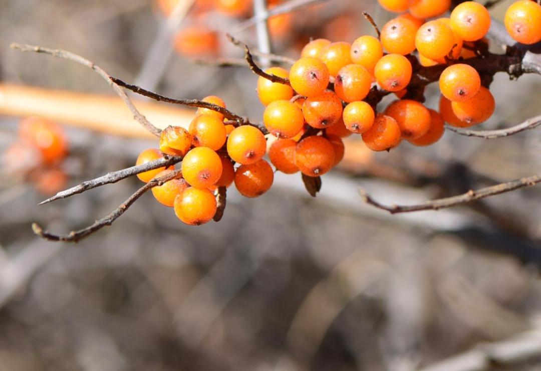 沙棘蚂蚁森林,沙棘洗面奶