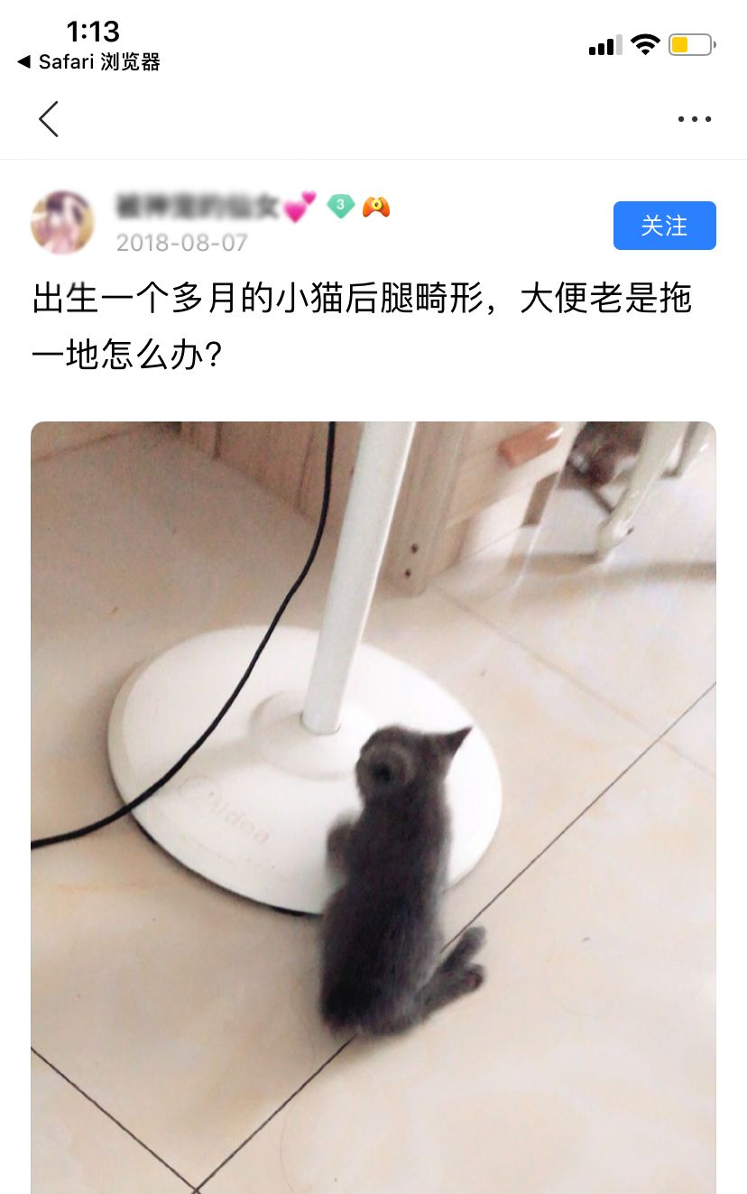 猫咪畸形断腿怎么安乐死,畸形的新生猫咪如何安乐死