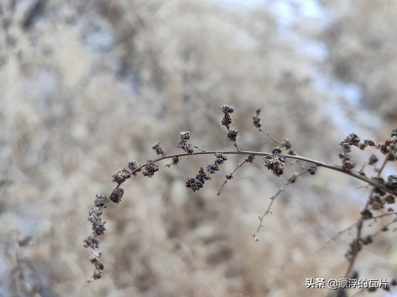 信仰加成,一加6t迈凯伦版现在价位