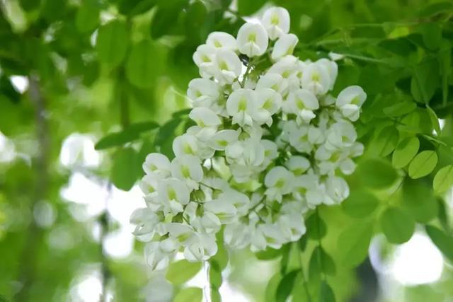 国槐文化寓意,国槐象征的文化