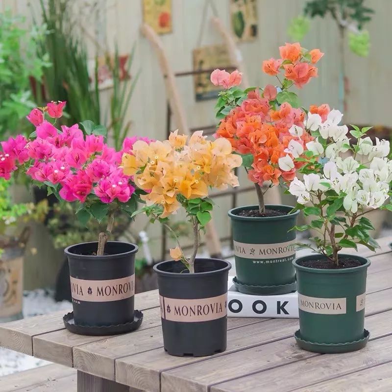 哪些花是开花机器,开花最香最好看繁殖能力还强的花