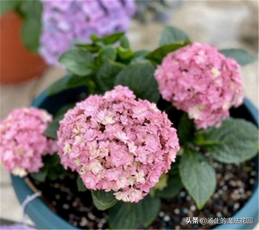 养绣球应该用什么花盆,养绣球花用什么土好