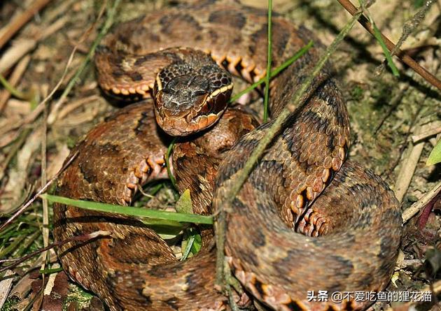 中国蝮蛇和中国蛇类图鉴,带剧毒的大型蛇类有哪些