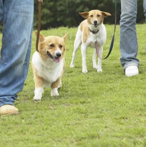 怎么纠正狗狗在遛狗时排便,怎么避免遛狗时狗狗乱捡食