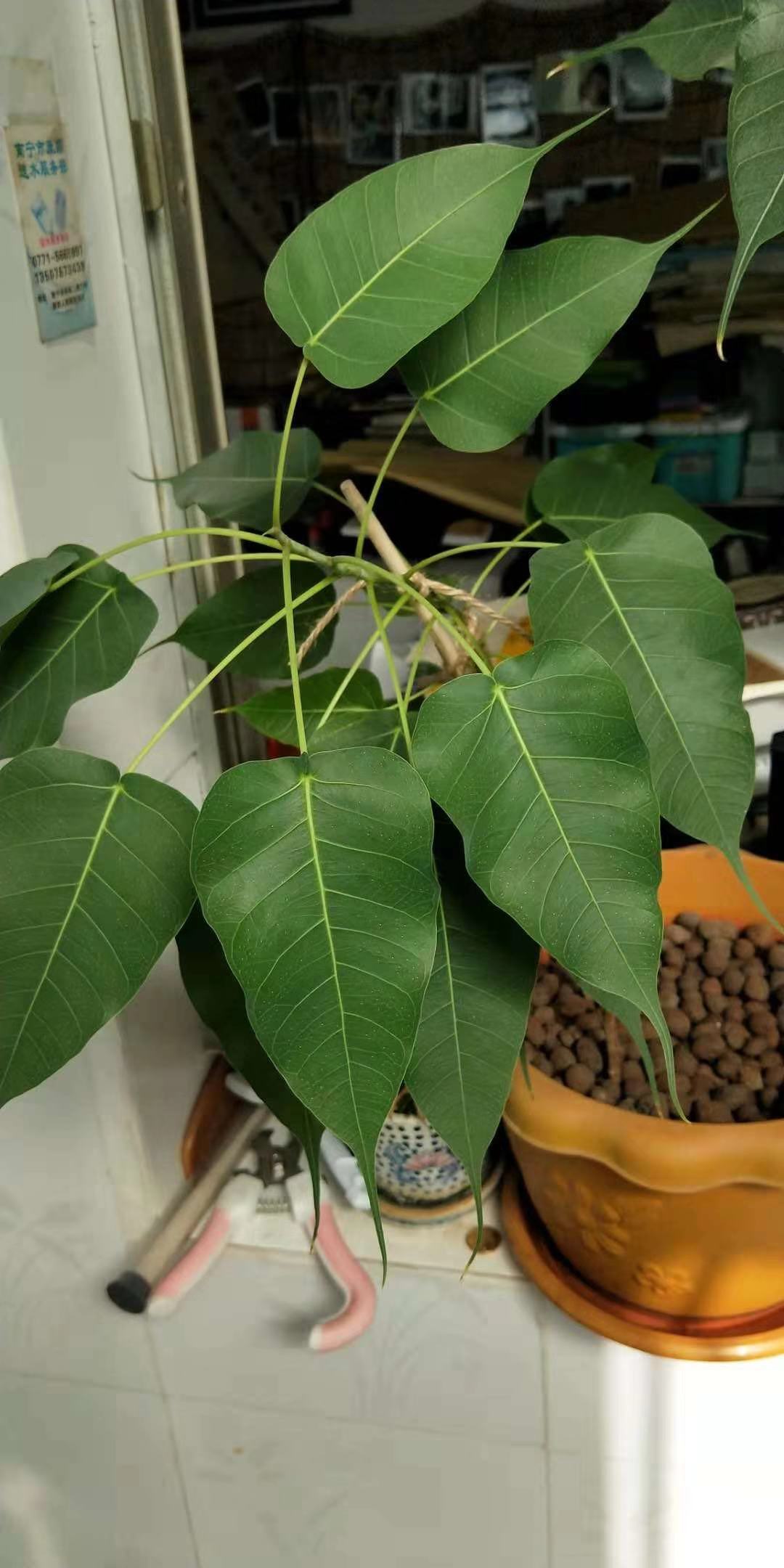 一花一叶一菩提佛教,佛教著名四大圣树