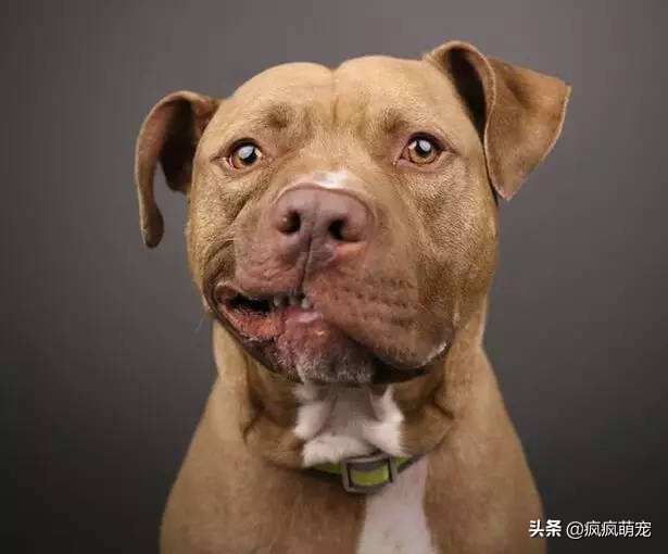 十大猛犬排行榜比特犬,最凶残的比特犬咬人