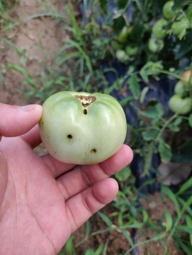 番茄虫蛀防治,烟青虫最怕什么药