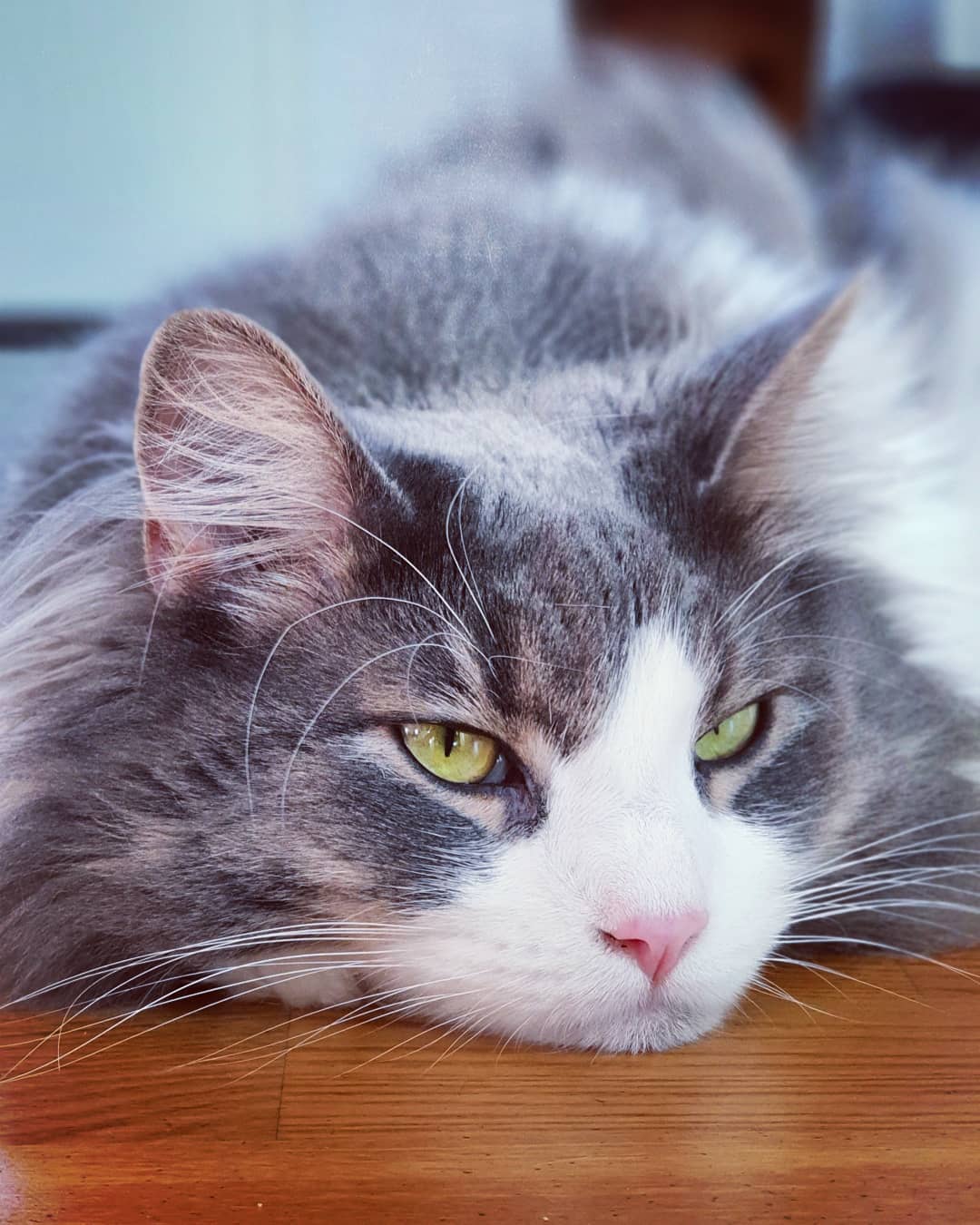 猫咪需要补充矿物质吗,微量元素猫吃的