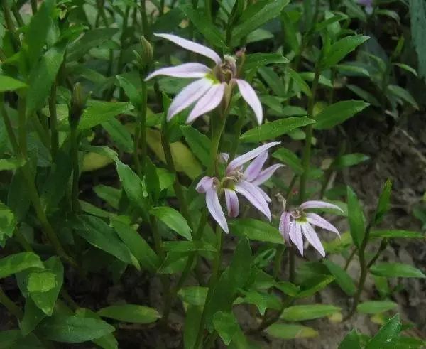 那些常见却叫不上名字的野花野草,常见的野花野草却是农家之宝