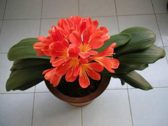 君子兰开花后怎么样使结籽成熟,君子兰长红果怎么处理