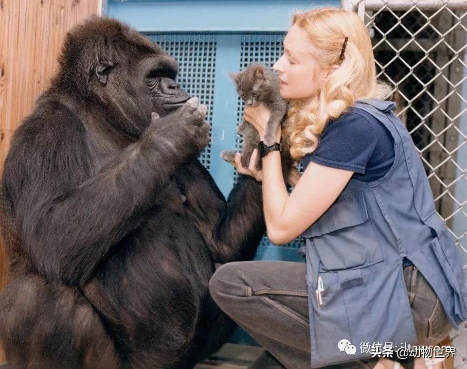 世界各国国宝级动物,世界各地的名贵动物