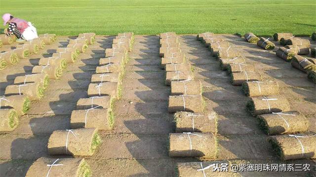 紫塞明珠,紫塞明珠苗木基地在哪里