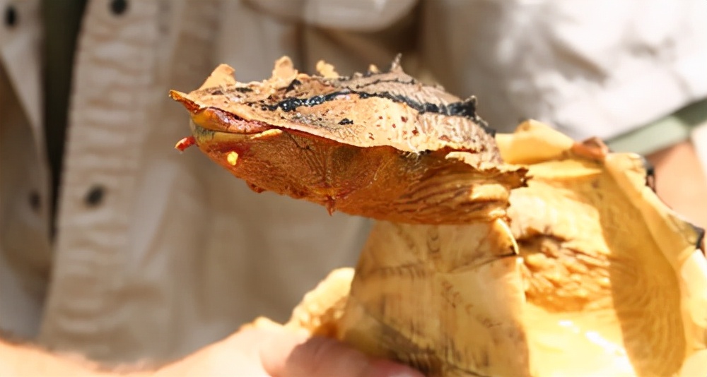 龟龟长大了,我滴个龟龟是什么意思