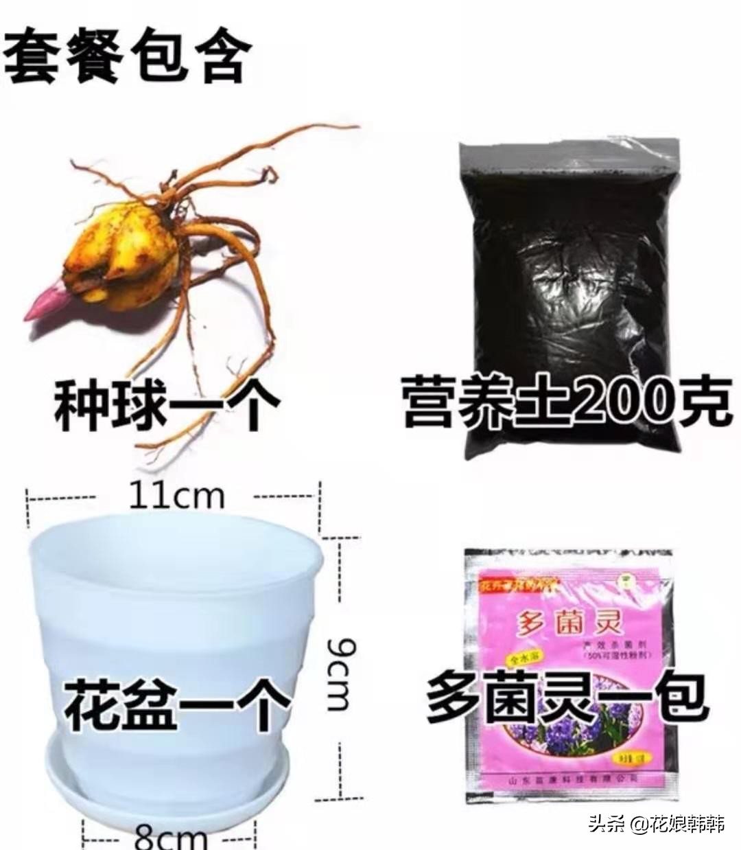 高温百合花消苞怎么办,百合花苞都黄了怎么回事