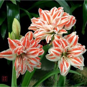 朱顶红小苗晒蔫儿了还能活吗,朱顶红开花了怕晒吗