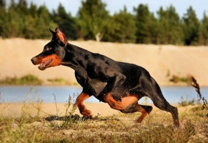 怎么防止狗狗跑脚磨破出血,狗狗脚磨破皮出血处理方法