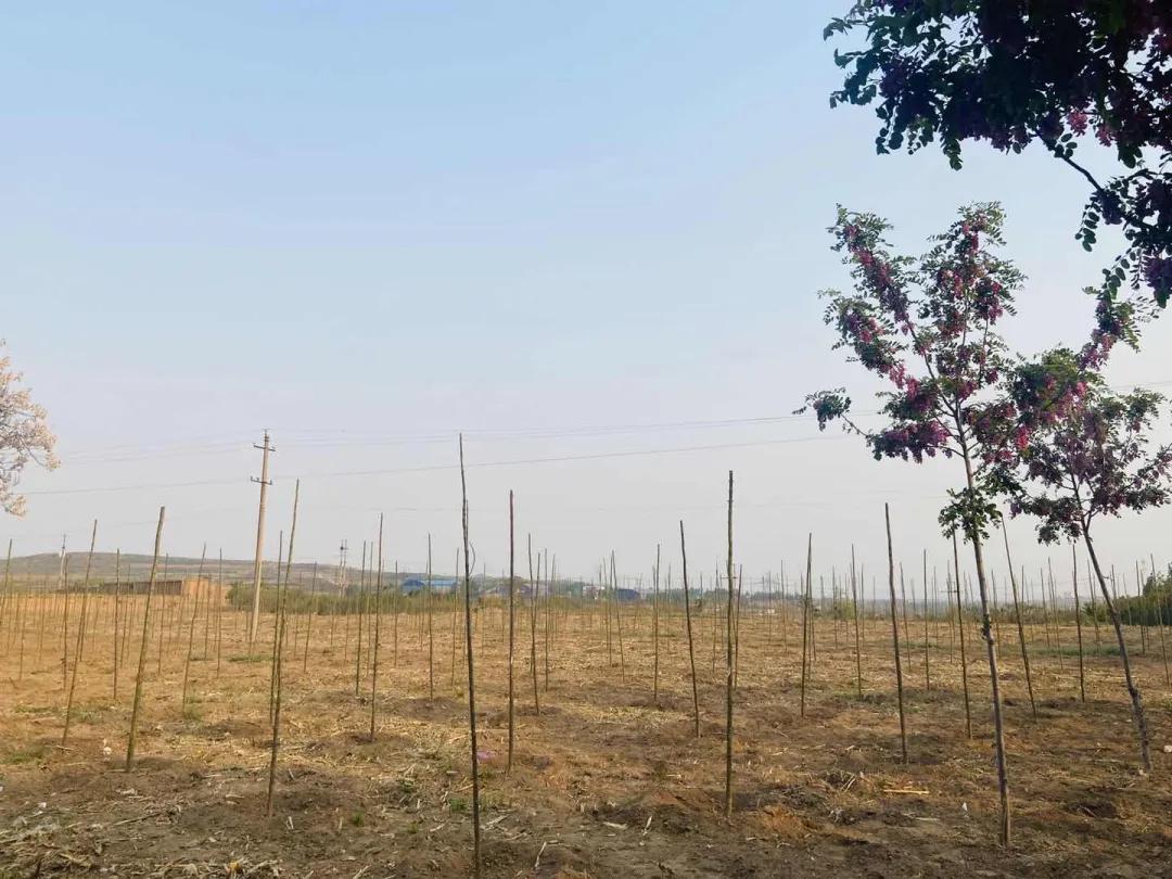 峰峰矿区哪个乡镇最好,峰峰美丽乡村都有哪些