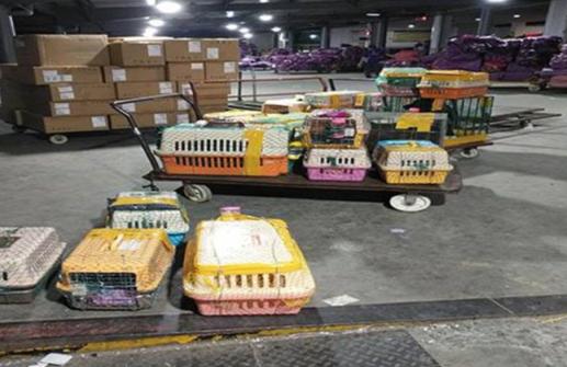 外出七天猫咪怎么安置,假期猫咪独自在家猫砂怎么处理