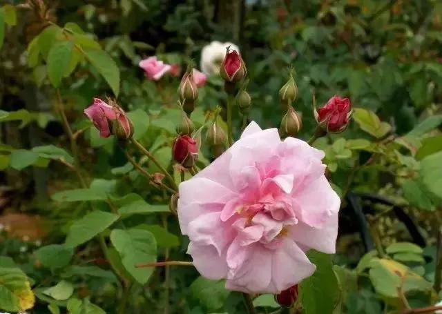 每天学习一点点——100种玫瑰品种科普