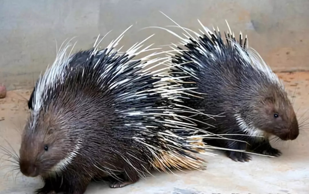 豪猪身上长满棘刺怎么办,豪猪繁育后代有几个