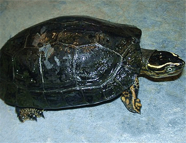 两栖龟陆龟海龟区别,陆地龟和陆龟是一个品种吗