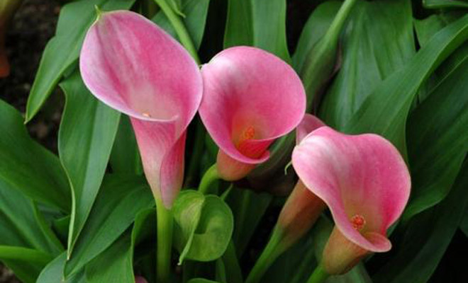 马蹄莲的花期是什么时候,绿色花草彩色马蹄莲的养殖方法