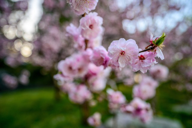 尼康z50mmf1.8,尼康定焦50mmf1.8g镜头拍照效果