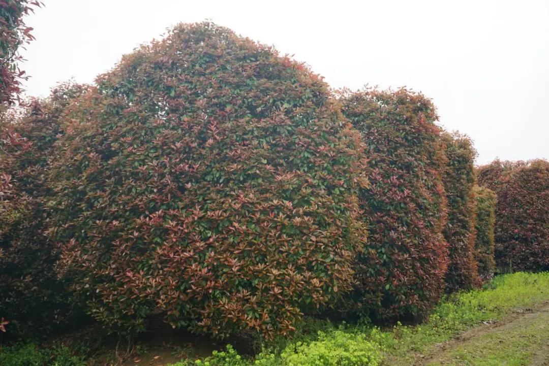 这名音乐老师种的红叶石楠，一棵卖了20000元
