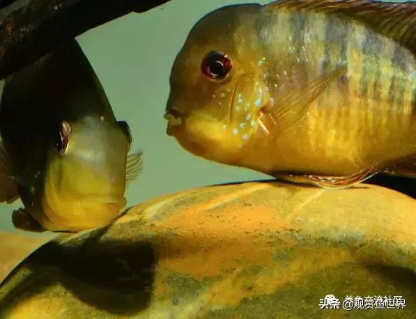 食土鲷一般多大尺寸,食土鲷哪个品种小一点