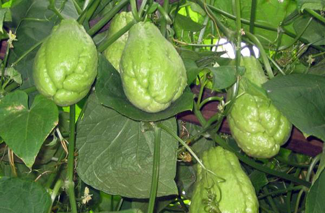 佛手瓜叶子黄是怎么回事,佛手瓜叶子发黄怎么补救