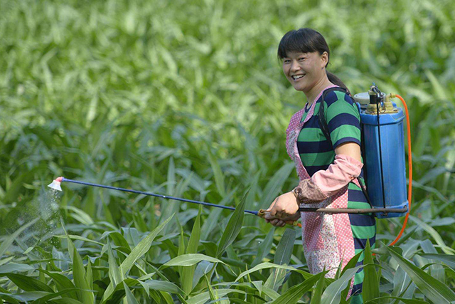 刚打农药就下雨了,打农药一般多久下雨不受影响