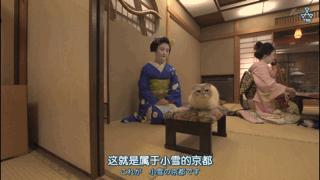 大家都在争抢猫爪杯？吸猫的最高境界，带着摄影机“猫步走天下”