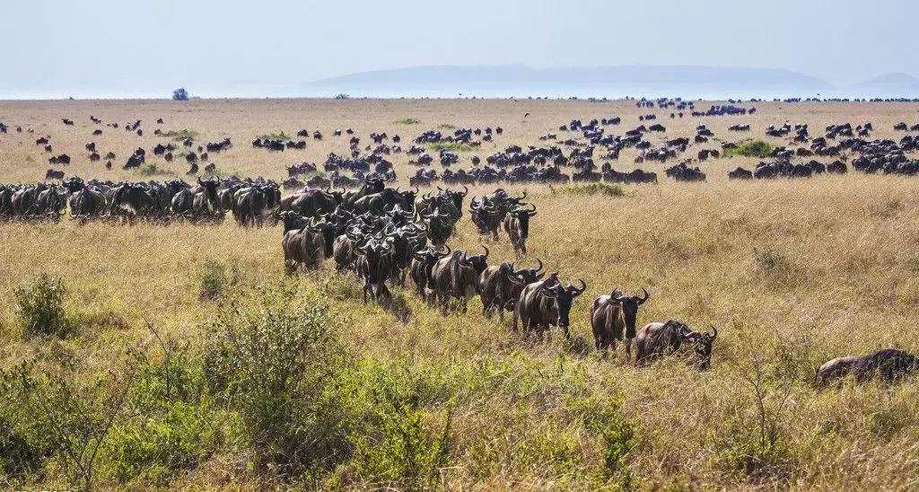 角马和斑马大迁徙,动物世界东非角马大迁徙完整视频
