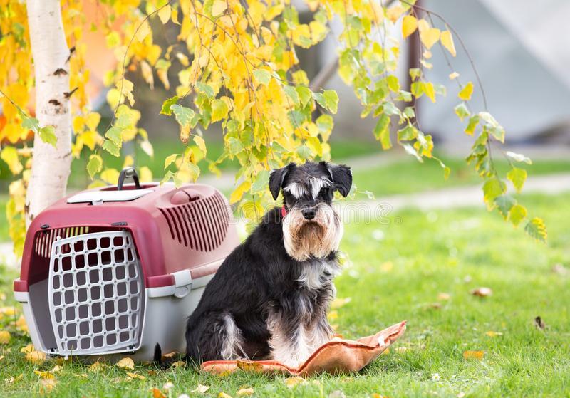 狗狗身上气味难闻怎么处理,狗狗刚到家异味去除方法