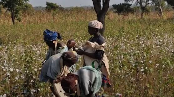 桃太郎牛仔鉴别,桃太郎牛仔中国专卖店
