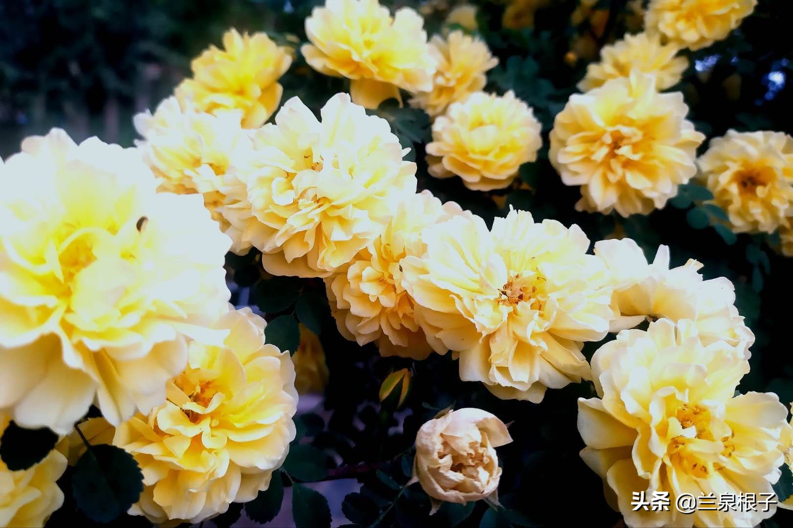 最美黄玫瑰,歌曲黄玫瑰你最美