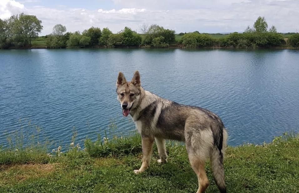 惹人喜爱的萌犬,萌犬