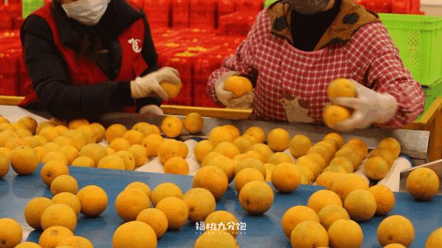 市场上卖的褚橙是真的吗,怎么区分真假褚橙2018