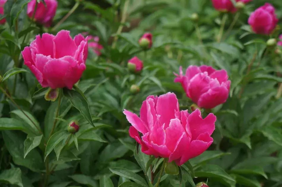 好书推荐快来领取你的宝藏书单,100种百花图谱大全