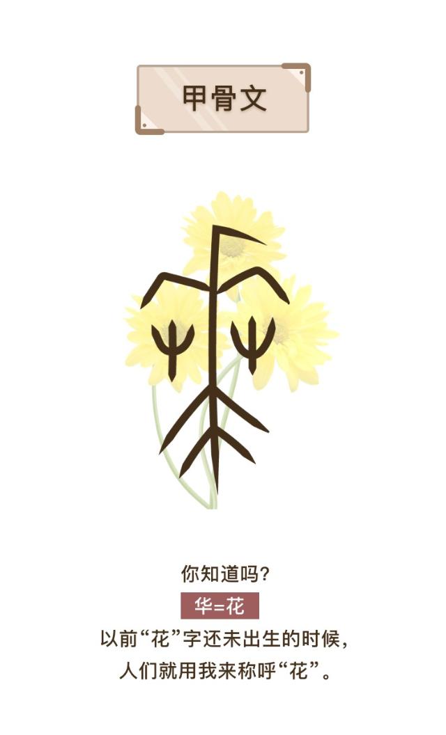 木兰果果不姓花,木兰到底姓不姓花