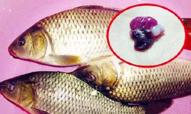 快死的鱼变活鱼，竟然只要往鱼嘴里加点这个就可以实现了