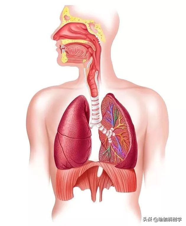 肩颈疼痛不能用力,肩颈疼不能转头怎么办