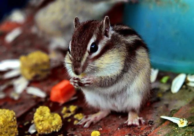 家里有娃娃的请注意，终于把儿歌凑齐了