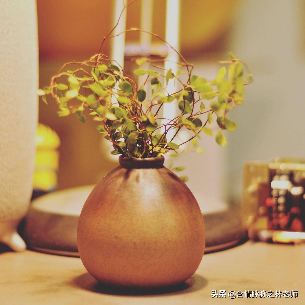 室内三种最旺家庭养植物,家居绿植哪些不适宜养